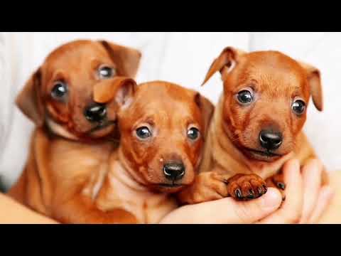 Cachorritos de Perros. Mascotas Divertidas. Canción: " Cachorritos Guau Guau"