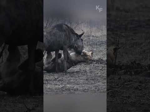 Неуступчивая антилопа гну дала бой трём львицам