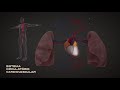 Circulatory System Functions and Components
