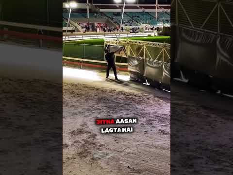 Greyhound race