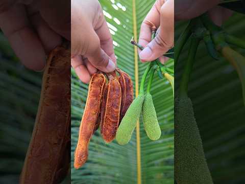 Tamarind And Kathal Muchi Makha #shorts #food #masala #tamarind