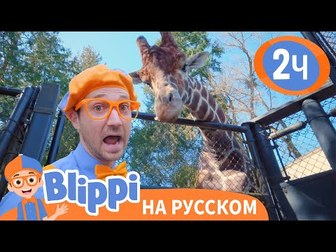 Блиппи кормит животных в зоопарке | Обучающие видео для детей | Blippi Russian