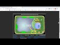 Cell Biology Concepts and Functions