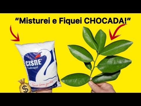 🍊“Coloquei Isso na Folha de Laranja e Fiquei Chocada com o Resultado! 😳✨”