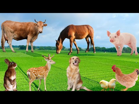 Animal Food - Cow, Pig, Chicken, Horse, Deer, Rabbit - Animal Sounds