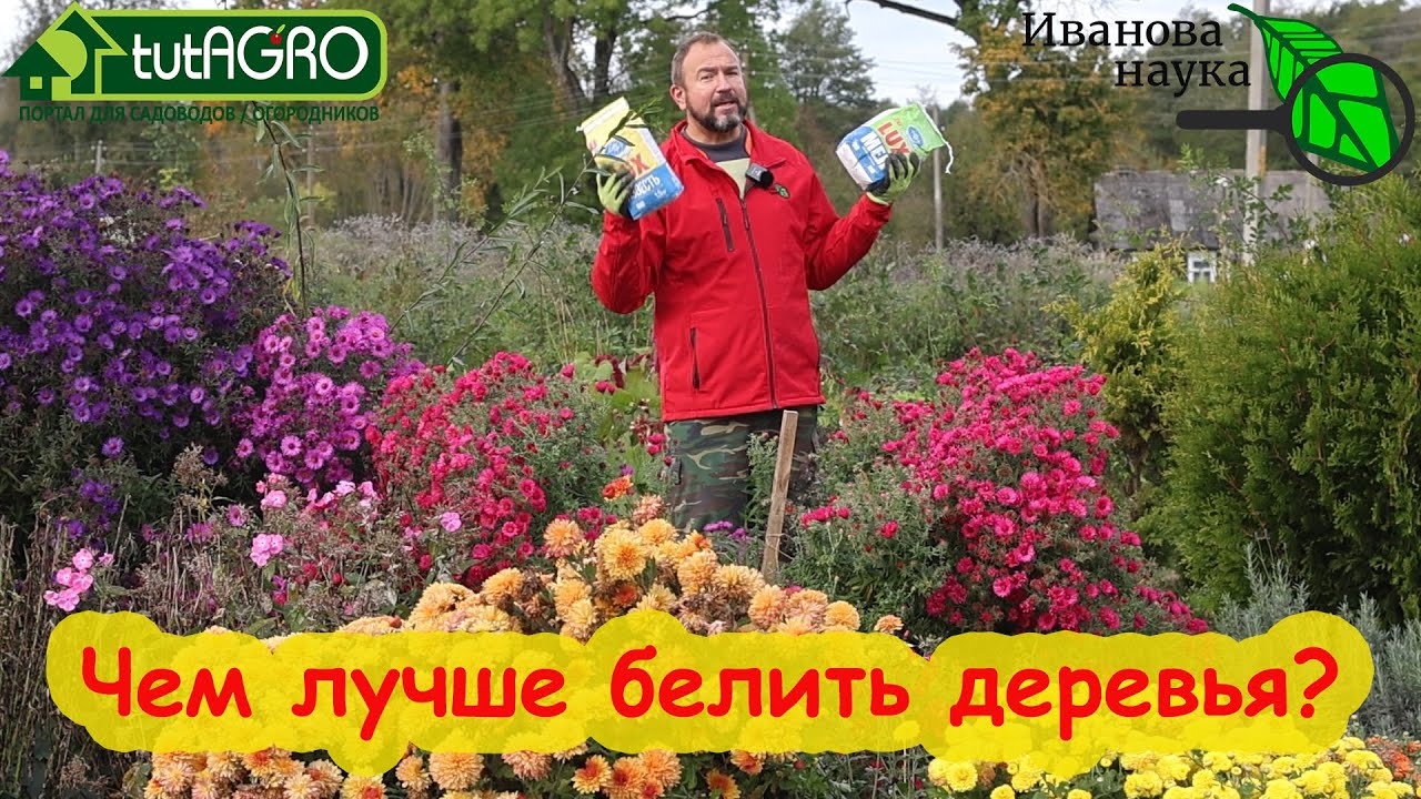 Не торопитесь с побелкой! Когда, как и чем лучше белить деревья. Мел или известь - что лучше?