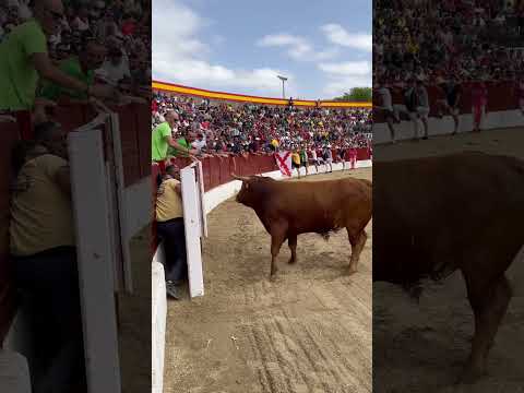 Toro bueno