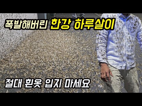 한강에 대폭발 해버린 날벌레 떼 절대 흰옷 입고 가지 마세요[오브리더]