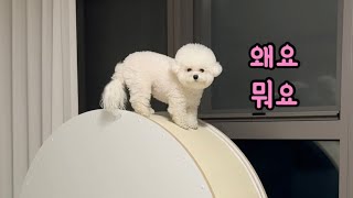 캣휠 타던 강아지 근황