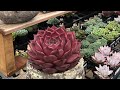 Echeveria Growth and Characteristics