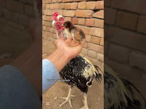 White Jawa accepted peela chick#youtube #youtubeshorts #viralvideo #father