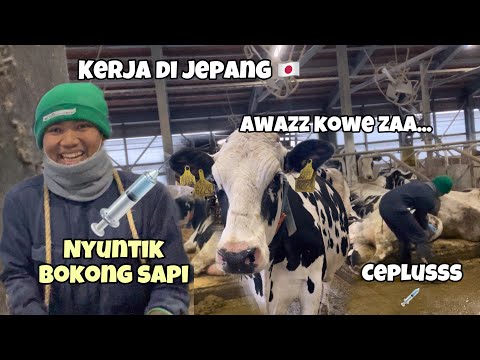 Di Jepang Kerja Nyuntik B0k0N6 Sapi ‼️ bajidot tki Jepang