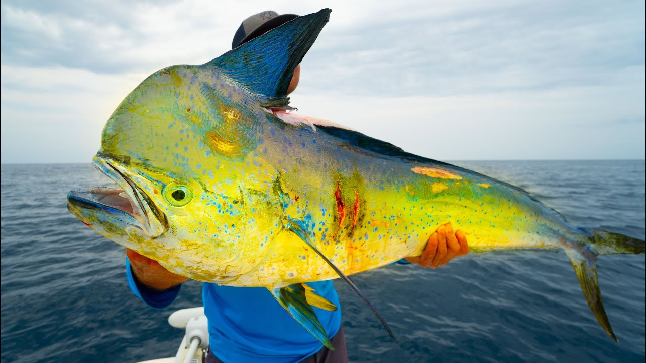 A Fishermen's Dream. GIANT Dolphin-Catch Clean Cook