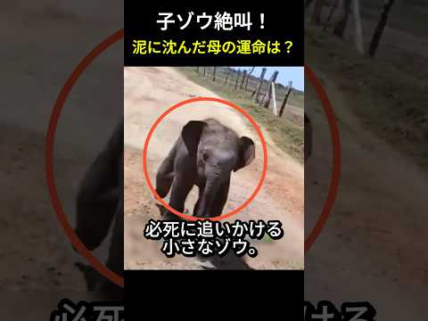 子ゾウが男性を追ってきた理由は？