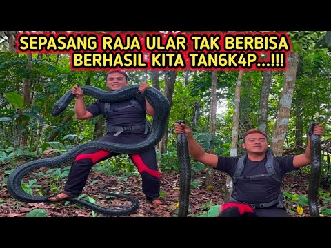 Balik Lagi! Berhasil Menangk4p Sepasang Raja Ular Tak Berbisa 🔥🐍"