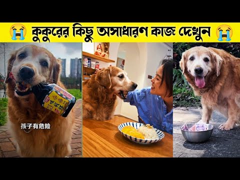 কুকুরের কিছু অসাধারণ কাজ দেখুন 😲😭~A Dog Emotional Story 😭~mini wood toy ~ woodworking airt skills