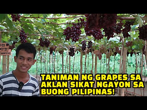 Grape Farm sa Aklan!