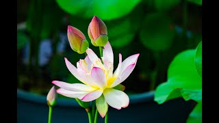 2021 澳門荷花節 Macao Lotus Flower Festival (4K)