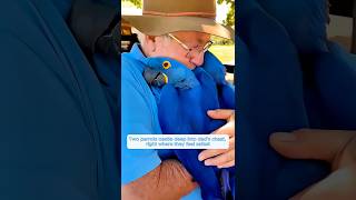 Animals remembered their caretaker after a long time apart