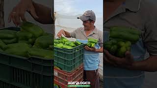 El secreto para pimientos resistentes y productivos