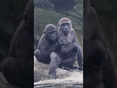 adorable #gorilla brothers 😍#gorillatag #gorillatagfun #ringo #jabali #shorts