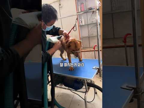 샤오팡 드디어 외출 영상이! / 억까란 억까는 다 당하는 억울한 개 샤오팡 79
