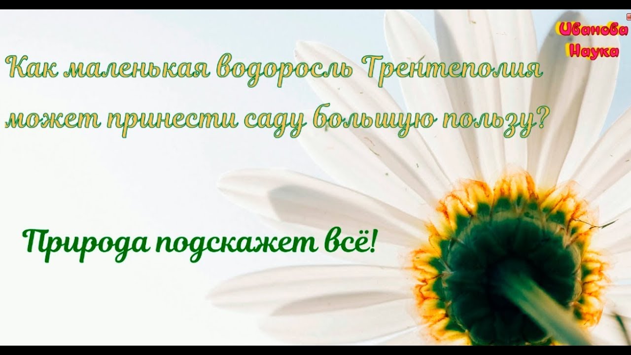 Природа всё подскажет сама. Как оздоровить сад?