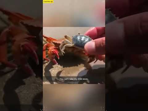 A mother animal's love #catvideos #love #mom #animals