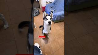 Cachorro aprende a hablar 🙈😂