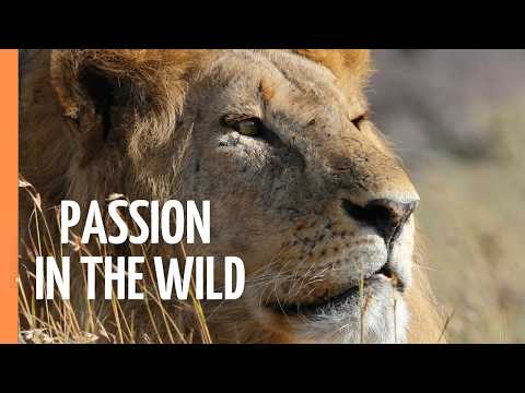 How Wild Things Woo: Love, Lust, and Legacy in Nature | Full Documentary