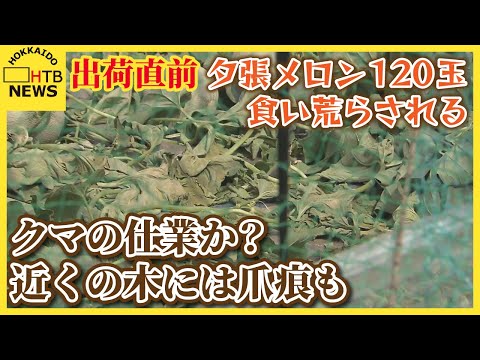 出荷直前の被害に農家唖然…　夕張メロン120玉食い荒らされる被害　クマの仕業か？近くの木には爪痕も