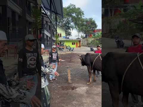 Cara sederhana merobohkan sapi dengan alat sederhana - di pandu langsung ketua UMUM MUI KAB CIAMIS