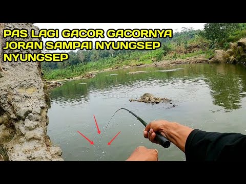 Mancing Nilem Pas Lagi Gacor Gacornya Joran Sampai Nyungsep Nyungaep #LM08