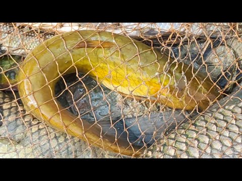 Best Net Fishing Video 2025 - Big Fish Catching with Traditional Cast Net in Natural Pond 🌿