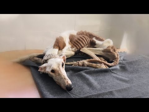 Have You Ever Wondered What Happens to a Dog Who’s Never Been Loved!