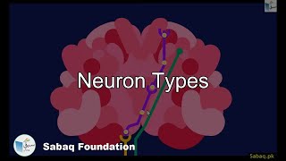 Neuron Types