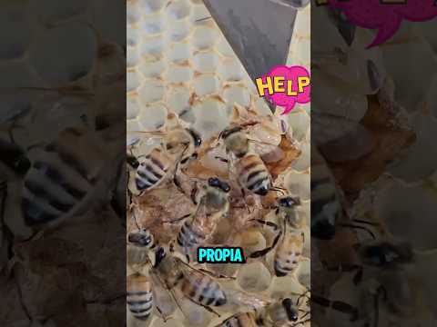 La dura vida de la Abeja Reina