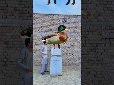 Halal vs Haram Animals and Birds in Islam? || #shorts #ramadanonshorts2024