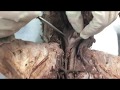 Cat Anatomy and Physiology