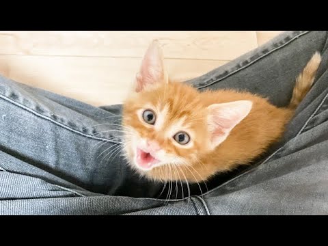 撫でないと要求する子猫