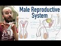 Exploring the Male Reproductive System: Structure and Function