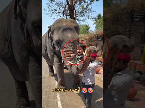 ആന ദൈവത്തിനു തുല്യം ആണ് 🙏🥰#shorts #trending #aana #blessings #elephant