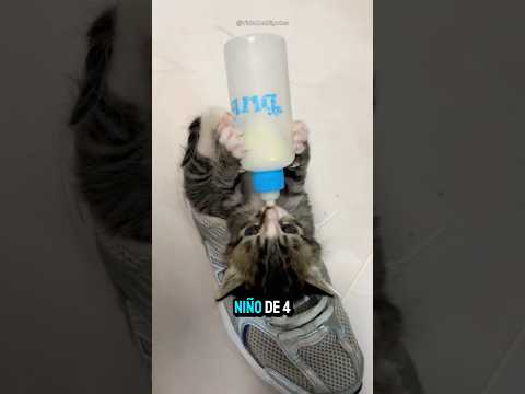 ¿Tu GATO es JOVEN o ABUELITO? Descúbrelo en años humanos 🐈⏳