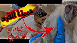 تحدي انحمم القرد ميشو ؟؟ عضو لأخوي محمد ..!!