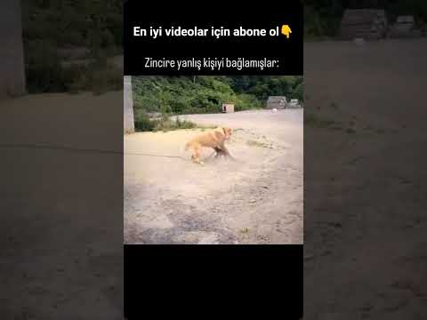 YANLIŞ KÖPEĞİ ZİNCİRLE BAĞLAMIŞLAR #youtubeshorts #youtube #shortvideo #subscribe #shortsvideo #fy