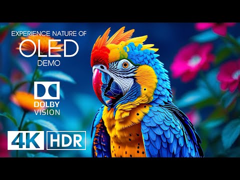 Dolby Vision 4K HDR 60fps | Experience the Unbelievable Nature