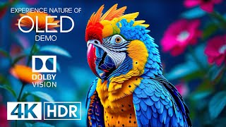 Dolby Vision 4K HDR 60fps | Experience the Unbelievable Nature