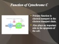 Cytochrome C Functions and Importance