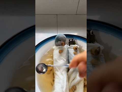 Giving parrots a medicated bath in the summer can remove most parasites. #birds #parrot #shorts pets