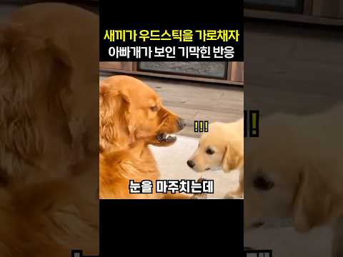 새끼가 우드스틱을 가로채자 아빠개가 보인 기막힌 반응